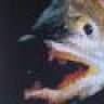 zander