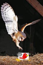 beuteflug.jpg beuteflug.jpg