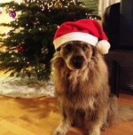 xmas.jpg
