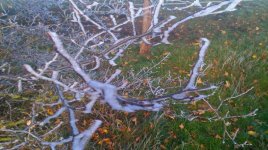 IMG_20201129_134118.jpg